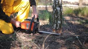 Trusted San Castle, FL Tree Removal and Landscaping Services Experts